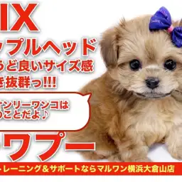 【チワプー】ちょうど良いサイズ感！毛吹き抜群！超オンリーワンコ！