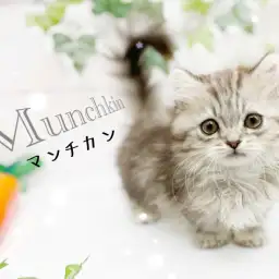 【 マンチカン 】シルバータビーの被毛に包まれた希少な短足マンチカンちゃん！