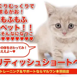 【 ブリティッシュショートヘア 】驚愕の丸顔!クリーミーなずんぐりむっくり登場!