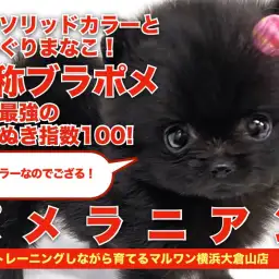【 ポメラニアン 】まじりっけなしのソリッドブラック！黒たぬきポメ登場！