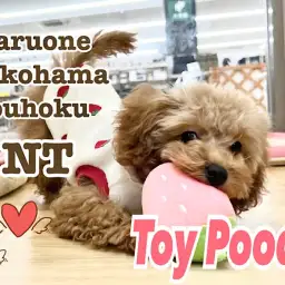 【 トイ・プードル 】タイニーサイズ4ヶ月のプーちゃんの成長