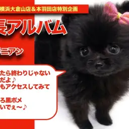 【 黒ポメちゃんの成長アルバム 】クリスマスに誕生した黒ポメちゃんの成長記!