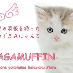 【 ラガマフィン 】天使の羽根にご注目!穏やかで人懐っこいパステル三毛猫