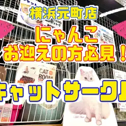 【 商品レビュー 】猫ちゃんお迎えの強い味方!元町サークルセットご紹介!!