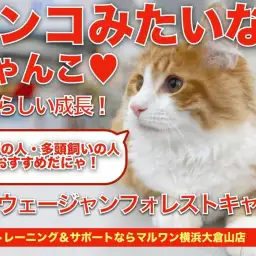 【 ノルウェージャン 】散歩・お手入れ朝飯前!超フレンドリーキャットに成長!