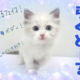 【 ラグドール 】これぞ理想の甘えんぼにゃんこ!むっくりラグがやって来た!