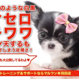 【 小さめチワワ 】元気一発オセロチワワ!水晶の様な透明感溢れる白黒が超美!