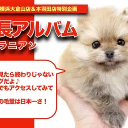 【 ポメラニアンアルバム 】マルワンナンバーワンの毛量を持つポメちゃん！