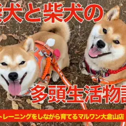 【多頭物語】柴犬&柴犬との多頭生活をマルワン大倉山店ユーザーに直撃!