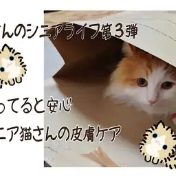 【 お役立て情報 】第3弾 知ってると安心！シニア猫さんの皮膚ケア
