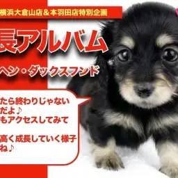 【 ダックスちゃんの成長アルバム 】元気いっぱい天真爛漫なダックスちゃんの成長記!