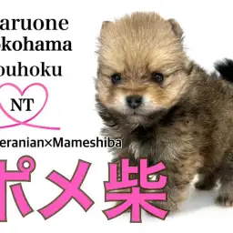 【 MIX 】港北NT店12年目にして初登場！ポンシーちゃんがやってきました