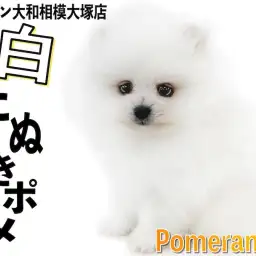 【 ポメラニアン 】指が埋もれる程の毛量!マズルと足が短い幼系の白たぬきポメ!