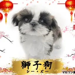 【 シーズー 】ライオンドックと呼ばれたブチャカワ犬