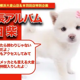 【シロちゃんの成長アルバム】柴犬のメッカ大倉山店に降臨！待望の白柴ちゃんの成長記！！