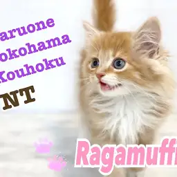 【 ラガマフィン 】優しいカラーの大型猫種！甘えん坊の美猫マフィンくん