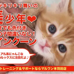 【 メインクーン 】ビジュアル系にゃんこ代表の美少年登場!