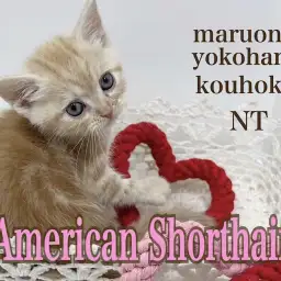 【 アメショ 】生後66日480gのsmallベビーはレッドタビーの癒し系BOY