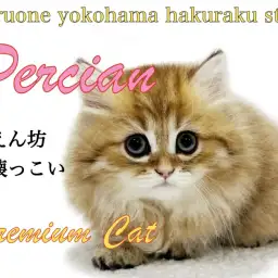 【 ペルシャ 】ゴロゴロが止まらない甘えん坊！プレミアムなのは容姿だけじゃない！
