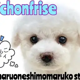 【 ビションフリーゼ 】将来はアフロ犬？社交性抜群で美しく可愛いルックスの持ち主