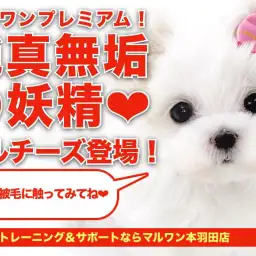 【 マルチーズ 】ルックス抜群のマルチーズ!元気さ愛らしさは天使クラス!