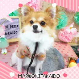 【 ぽめちわ 】我が推しぽめち!誰とでも仲良く遊べるおりこうさんに成長中!