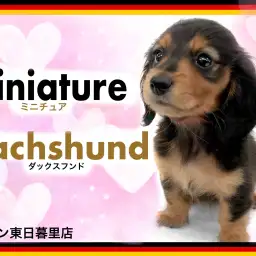 【 ミニチュアダックスフンド 】メイクの様な模様のオシャレで可愛いマロ眉ちゃん