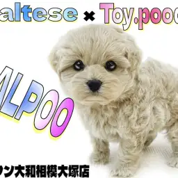 【 MIX 】ミルクティーの様なカラー!丸いシルエットのドワーフ体型なマルプー