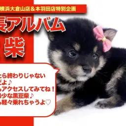 【 豆柴ちゃんの成長アルバム 】柴犬王国にやってきた希少な黒豆柴ちゃんの成長記!!