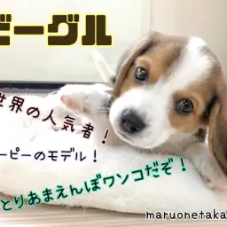 【 ビーグル 】全世界の人気者!おっとりあまえんぼワンコ!