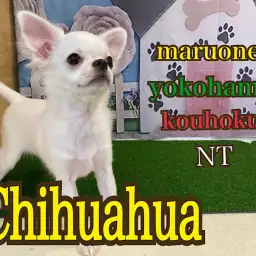 【 チワワ 】可愛いさ満点！元気なチワワくん4ヶ月の今