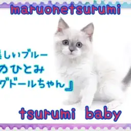 【 ラグドール 】美しいブルーの瞳!性格も見た目も全てが可愛い!