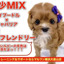 【 MIX 】超希少キャバプー！！フレンドリーな性格と美しいルビーの被毛に大注目！