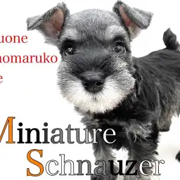 【 ミニチュアシュナウザー 】スタイリッシュな容姿に超甘えん坊な性格の女の子