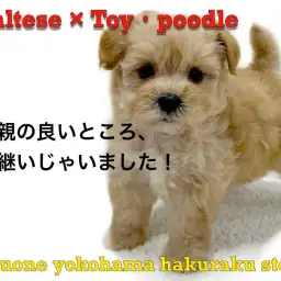 【 MIX 】初心者必見！落ち着きと活発さを兼ね備えたハイブリットMIX犬