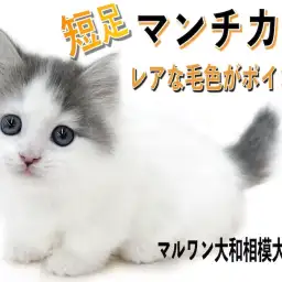 【 マンチカン 】短足とホワイトバンの毛色が特徴！可愛い表情と短い猫パンチに注目