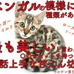 【 ベンガル 】ベンガルの美しいロゼットには種類がある!あなたはどの模様が好き?