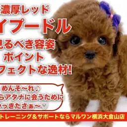 【 トイプードル 】超濃厚レッド!毛量・毛立ち抜群な女の子!!