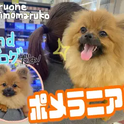 【 ポメラニアン 】抱っこもお散歩も大好き！生後7ヵ月になったよ2ndブログ