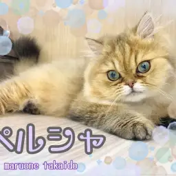 【 ペルシャ 】性格と顔のギャップ萌え!生後6ヵ月を迎えたペルシャちゃんの今