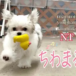 【 MIX 】ちわまるちゃんの生後4ヶ月の今をご紹介