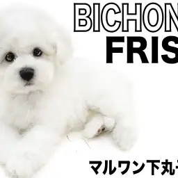 【 ビションフリーゼ 】豊富な被毛と優しい性格を持ち合わせた、アフロ子犬現る!