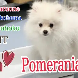 【 ポメラニアン 】絶賛、猿期中のポメくんの今と、ワクチン接種の様子