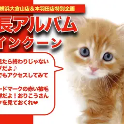 【 メインクーン成長アルバム 】大型猫大好きな方必見!メインクーンちゃんの成長記!