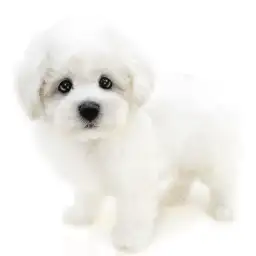 ビションフリーゼ