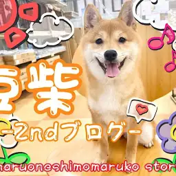 【 豆柴 】お手入れは至福のひととき！優しい社交性を持つ生後6ヶ月の2ndブログ