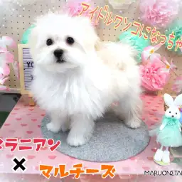 【 MIX 】ちびっこの頃より今が断然カワイイ!!ふんわりわたあめわんこ!