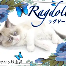 【 ラグドール 】初めての人でも安心してお迎えできる温厚な性格の猫