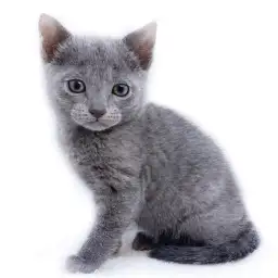 ロシアンブルー