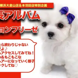 【 ビションちゃんの成長アルバム 】目指せアフロヘアーなビションちゃんの成長記!